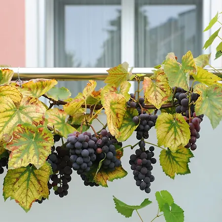 Derby - Action&relax Hub 3* Interlaken